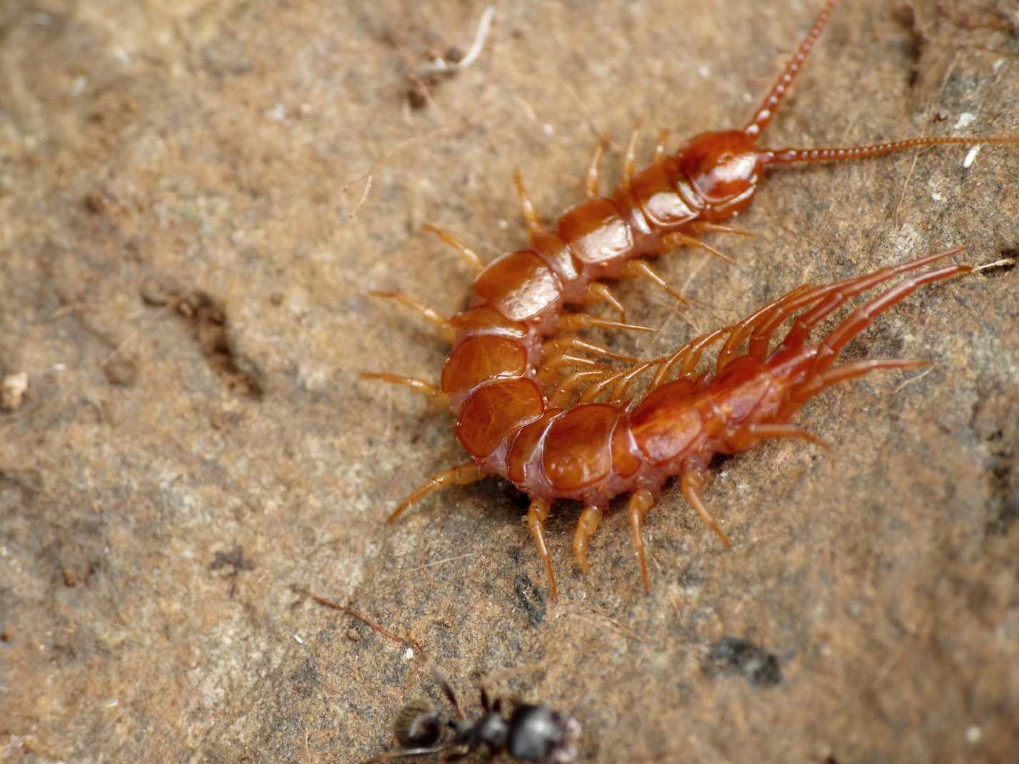 Lithobius di colore chiaro